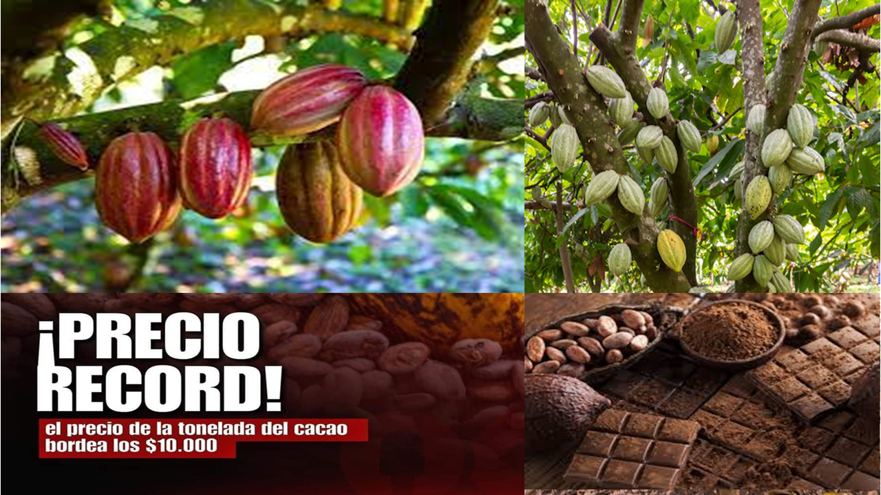 ¡LA ‘PEPA DE ORO’ EN SU MÁXIMO VALOR! Cacao